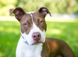 A red and white Pit Bull Terrier mixed breed dog listening with a head tilt