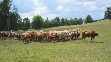Cow herd rural pasture graze on meadow