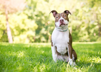 A red and white Pit Bull Terrier mixed breed dog sitting outdoors and listening with a head tilt