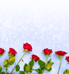 Fototapeta na wymiar Bright colorful flower rose