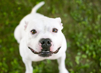 Obraz premium A cute white Pit Bull Terrier mixed breed dog looking up with a happy expression