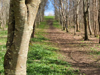 Naklejka premium tree lined walkway