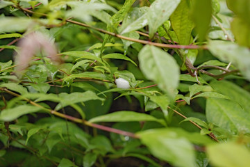 日本の自然風景