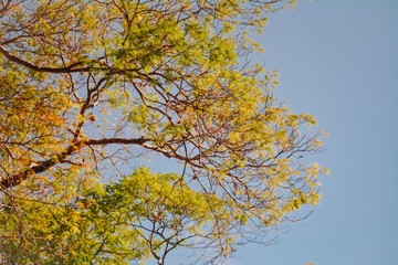 yellow tree in autumn