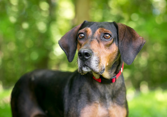 A red and black Hound mixed breed dog wearing a red collar outdoors