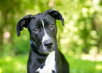 A black and white mixed breed puppy with floppy ears, listening with a head tilt