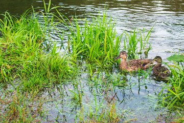 duck family on the lake in the thickets of grass looking for food