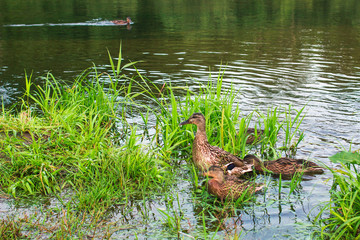 duck family on the lake in the thickets of grass looking for food