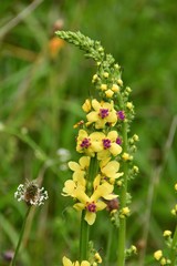 Schwarze Königskerze, Blüten