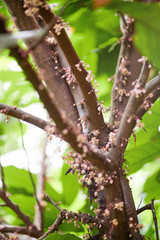 Blossom of cocoa tree