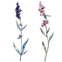 Lavendel floral botanische Blumen. Aquarellhintergrundillustrationssatz. Isoliertes Lavendel-Illustrationselement.