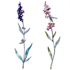 Fototapete Aquarell Natur Set Lavendel floral botanische Blumen. Aquarellhintergrundillustrationssatz. Isoliertes Lavendel-Illustrationselement.