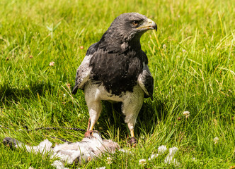 Chilean Eagle Buzzard
