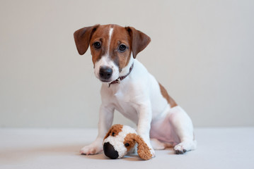 Cute funny puppy jack russell terrier on a light background with toy