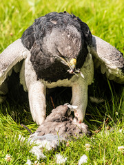 Chilean Eagle Buzzard