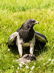 Chilean Eagle Buzzard