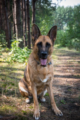 German Shepherd Dog Sitting at Forest Road
