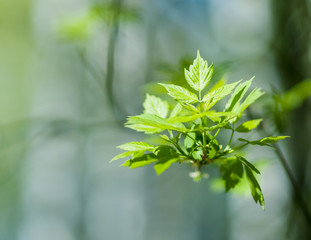 Fototapeta premium Green Leaf