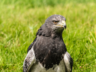 Chilean Eagle Buzzard