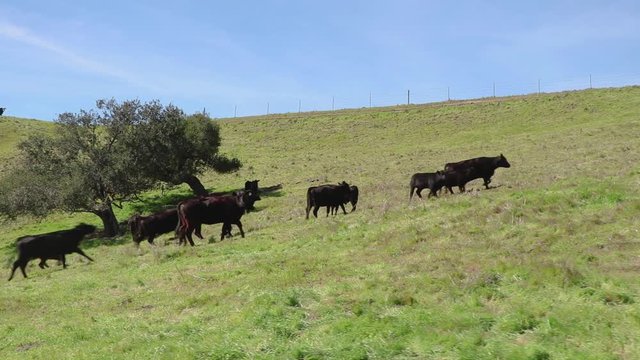 The black cattle run across the frame in their green pasture