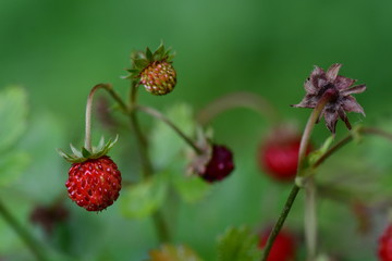 Walderdbeeren