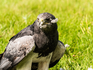 Chilean Eagle Buzzard