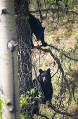 Black bear in the wild