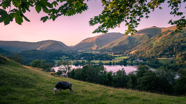 Sheep grazing in Lake District National Park, England