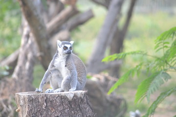 portrait of lemur on tree