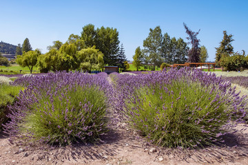 Lavender fields in Sequim, WA 