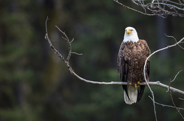 Bald eagle