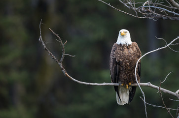 Bald eagle