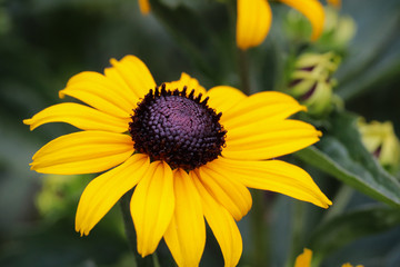 Yellow Summer Flowers