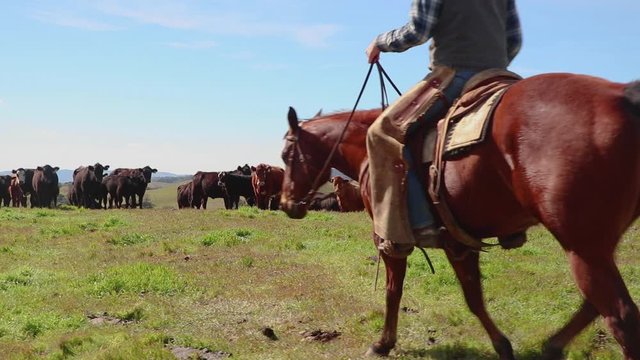 Upon the top of the hill, the cowboy now rides in front of his cattle to ensure they are content