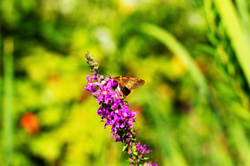 Peck's Skipper butterfly