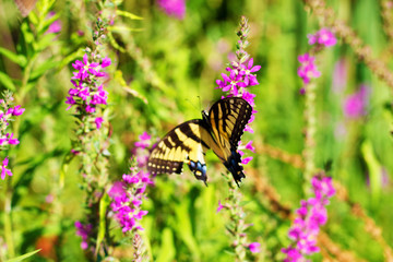 Eastern Tiger Swallowtail