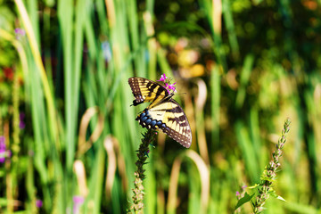 Eastern Tiger Swallowtail