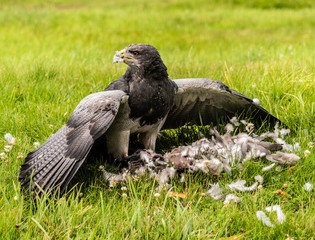 Chilean Eagle Buzzard