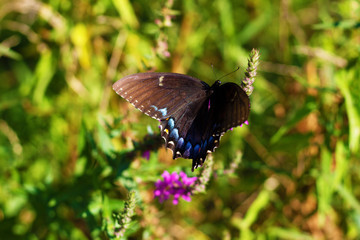 Spicebush Swallowtail