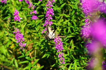 Eastern Tiger Swallowtail