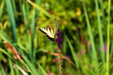 Eastern Tiger Swallowtail