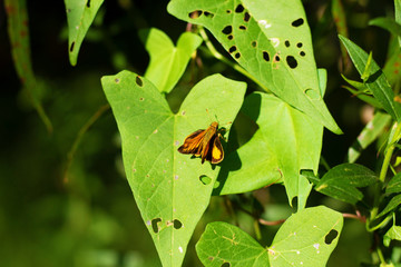 Peck's Skipper butterfly