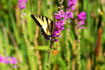 Eastern Tiger Swallowtail