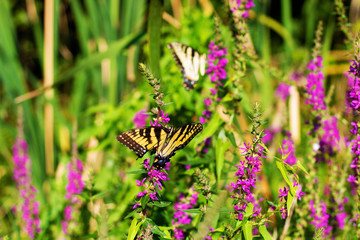 Eastern Tiger Swallowtail