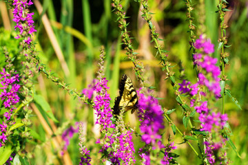 Eastern Tiger Swallowtail