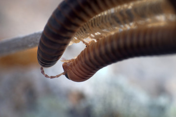 centipede vegetable-eating millipedes