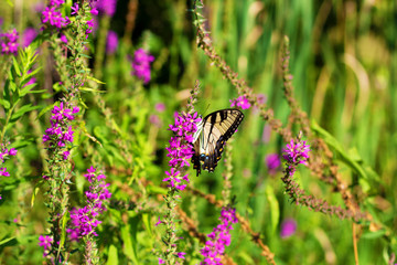 Eastern Tiger Swallowtail
