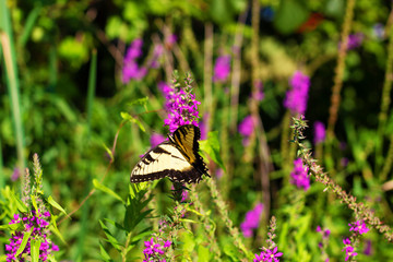 Eastern Tiger Swallowtail