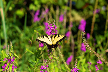 Eastern Tiger Swallowtail