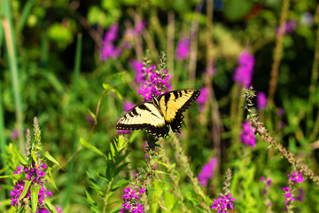 Eastern Tiger Swallowtail
